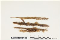 藏品(蔓苔科)的圖片